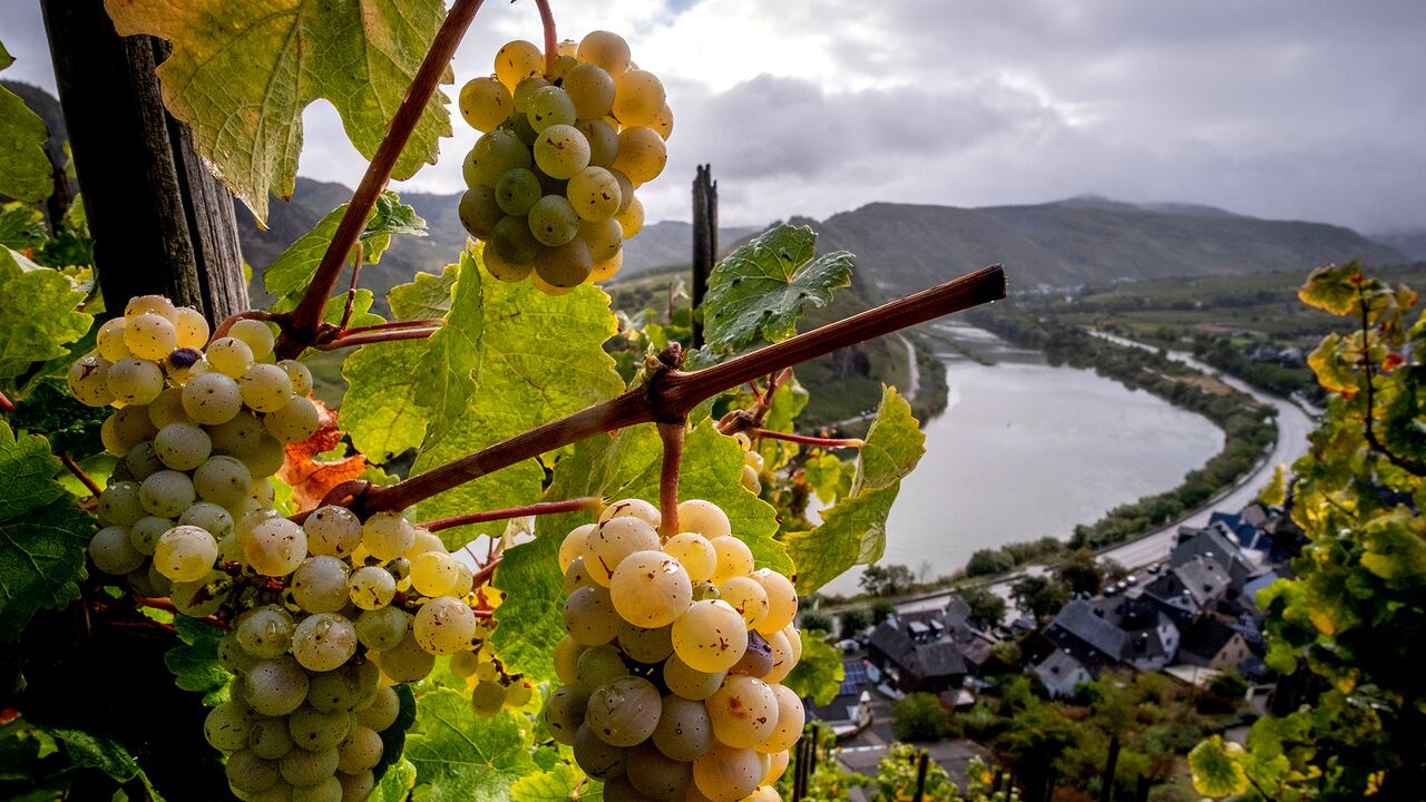 Se ven uvas en el empinado viñedo Calmond sobre el río Mosel en Bremm, Alemania. Foto: AP / Michael Probst