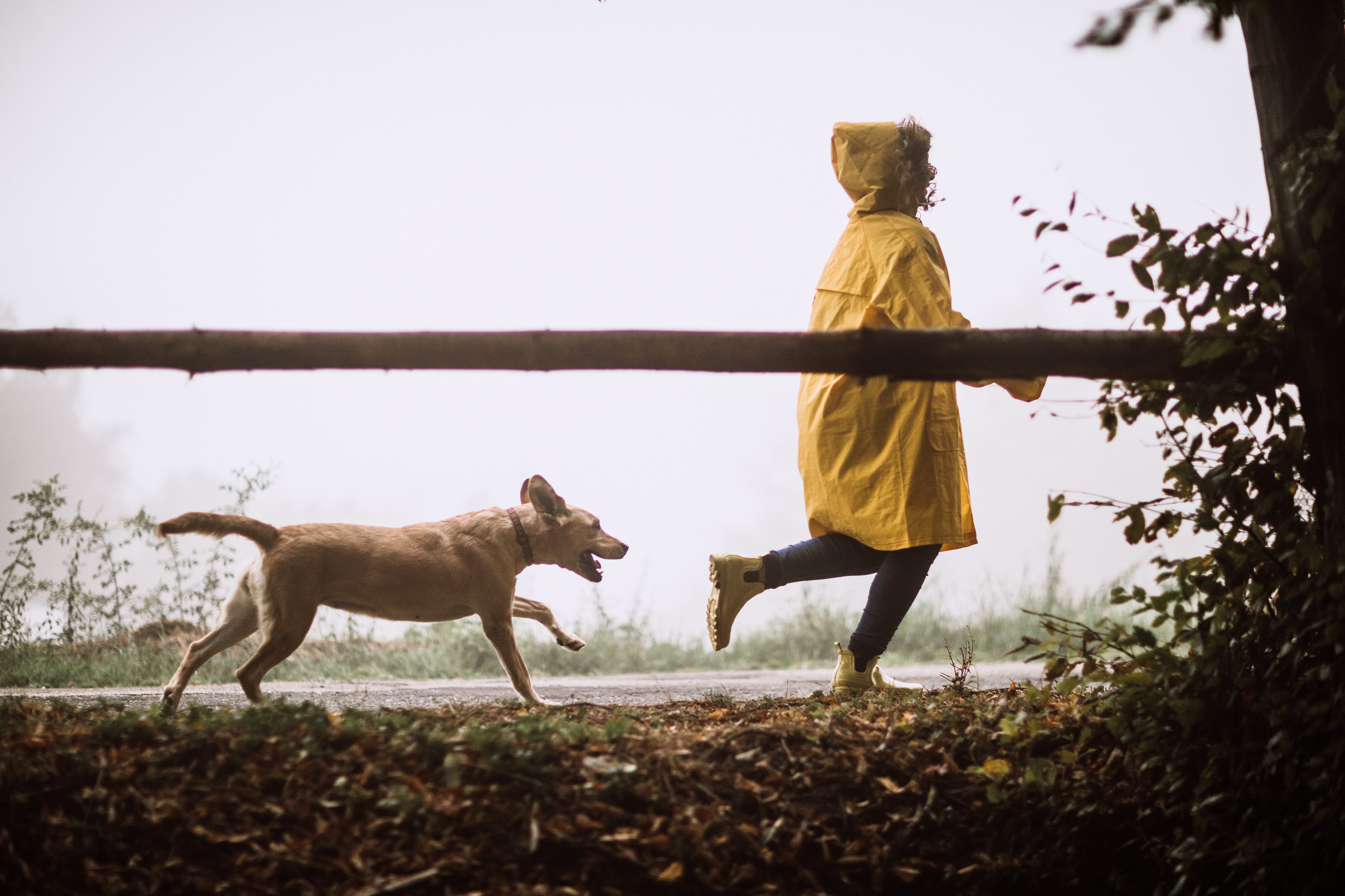 Señales de fidelidad de un perro.
