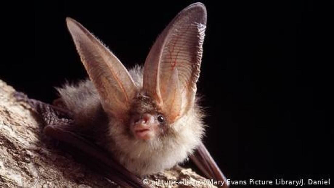 Los murciélagos cumplen diversas funciones ecosistémicas en las zonas en las que habitan. Foto tomada de DW