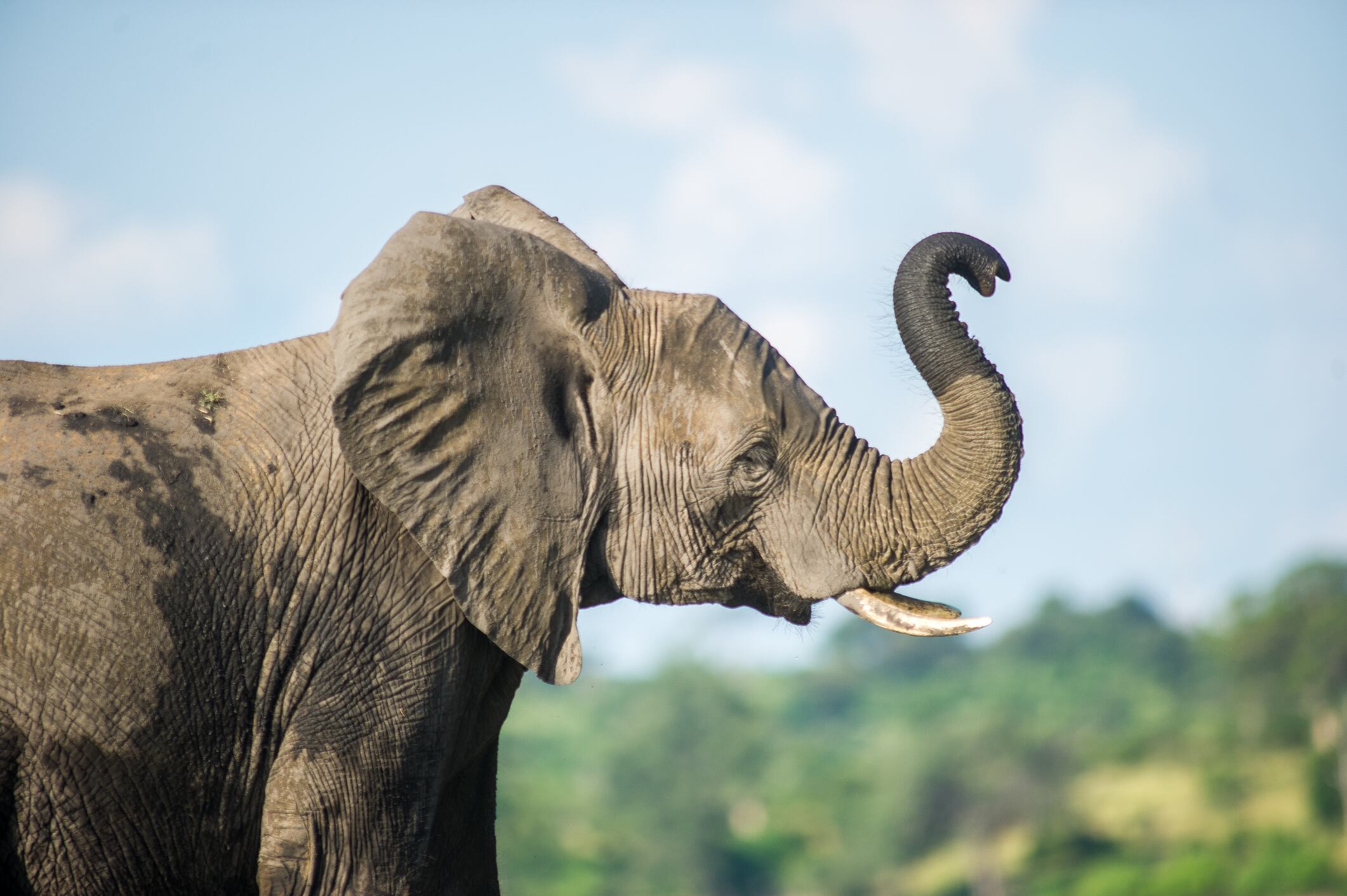 En temporada de cosecha, las vallas lograron reducir las incursiones hasta en un 86%.