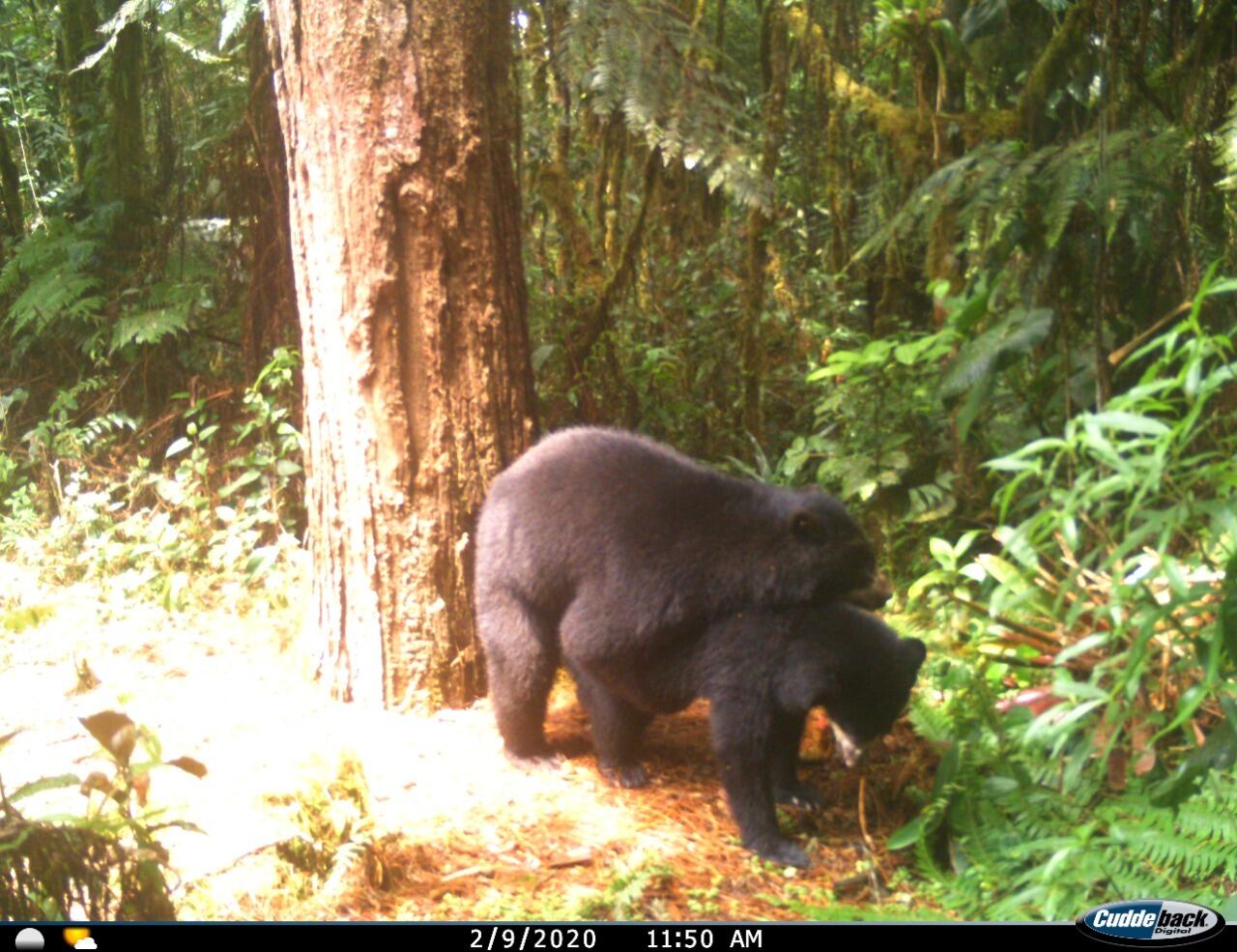 En Huila reportan primer registro de apareamiento de Osos de Anteojos a nivel mundial