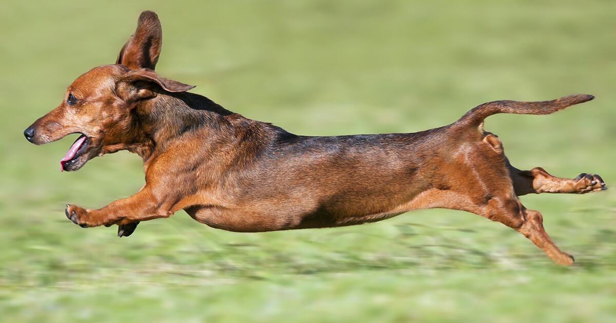 Multas de hasta $900.000: las sanciones por pasear perros sin correa en 2026.