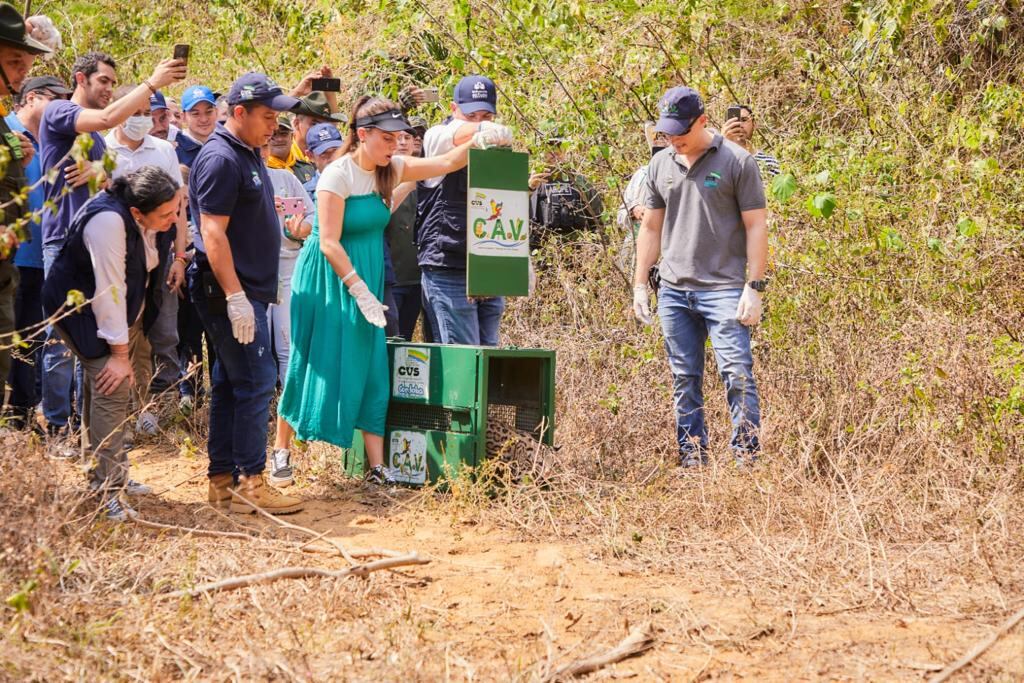 Defensoría pide a las autoridades ambientales protección de la fauna silvestre: “hay que permitir el desarrollo libre y digno de ejemplares”