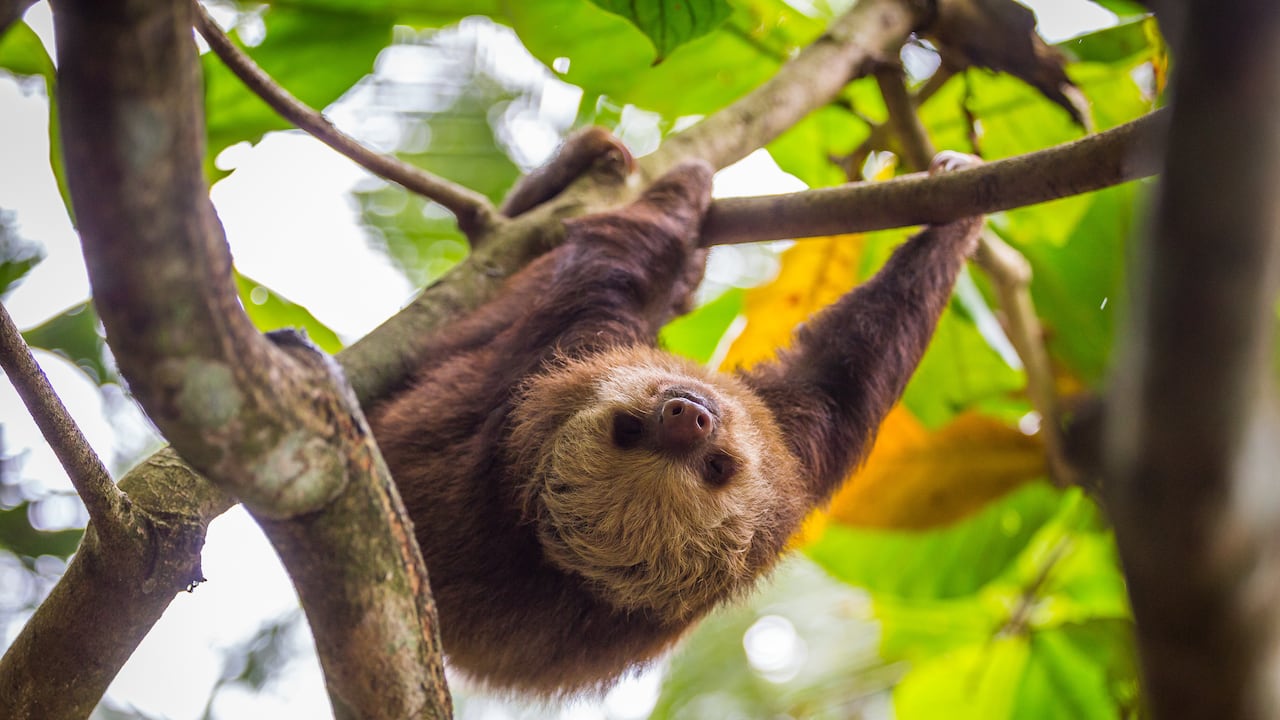 Peresozos en Sasaima