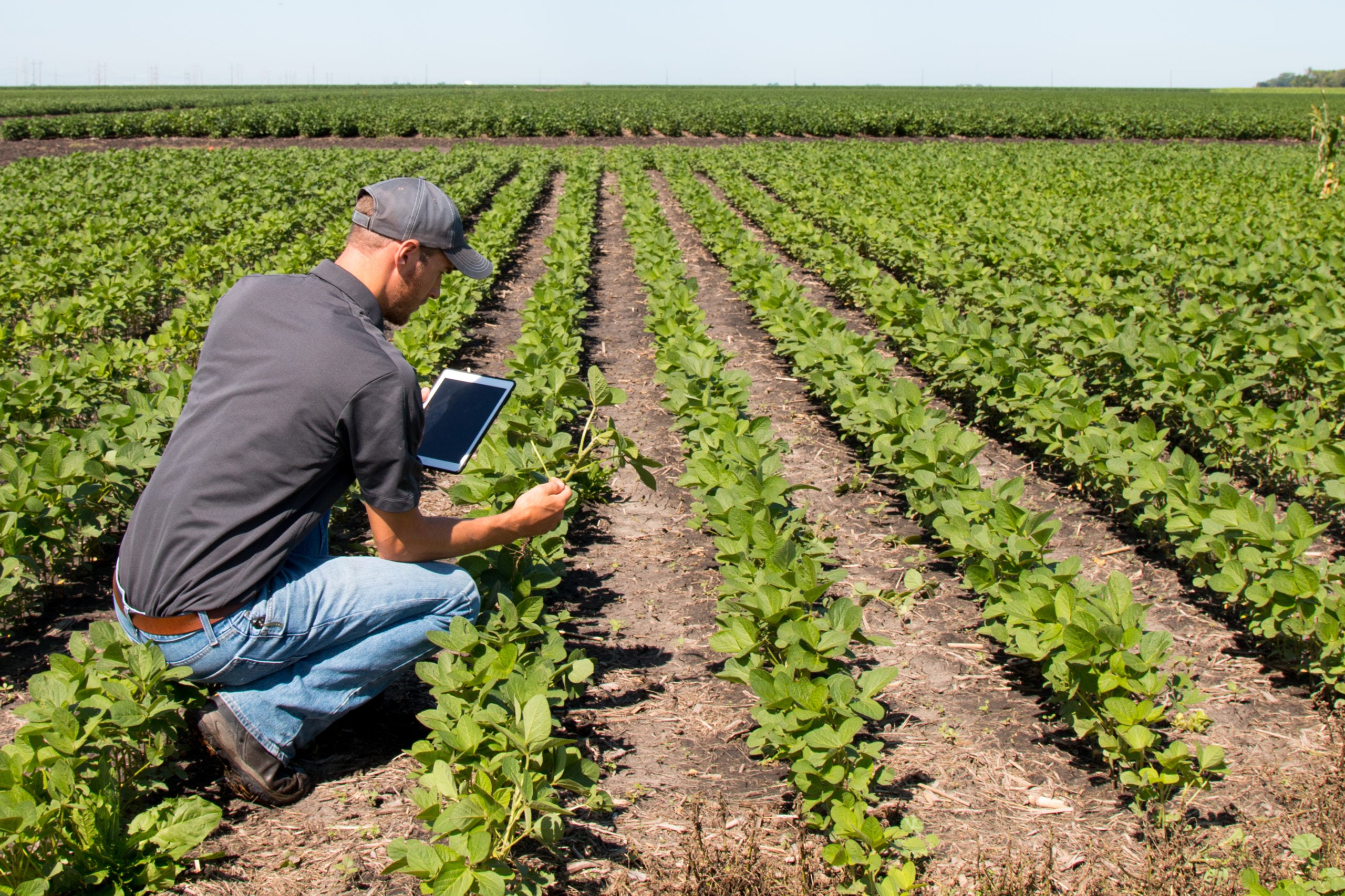 La producción de soya también avanza hacia prácticas sostenibles. Un sistema de auditorías independientes permite verificar cómo se cultiva este grano y bajo qué estándares.