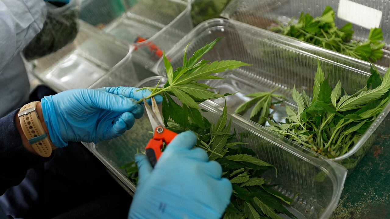 Los compuestos del cannabis medicinal, entre ellos los fito-cannabinoides, terpenos y flavonoides, han demostrado tener efectos terapéuticos en condiciones médicas como epilepsias refractarias; varios tipos de dolor crónico; caquexia; espasticidad en pacientes con esclerosis múltiple; ansiedad e insomnio.