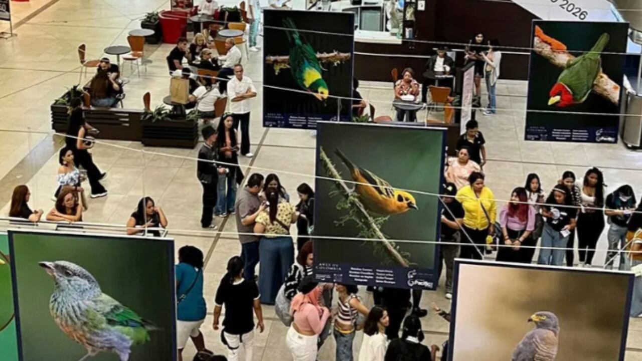 Cali será el centro de la feria de aviturismo del 13 al 16 de febrero