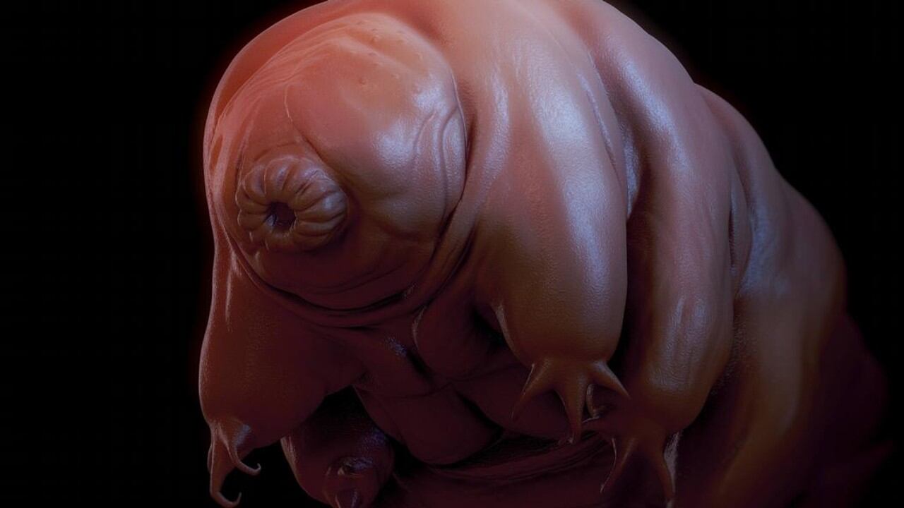 Los tardígrados utilizanun proceso llamado criptobiosis para expulsar el 95% del agua de sus cuerpos y permanecer en animación suspendida durante décadas.