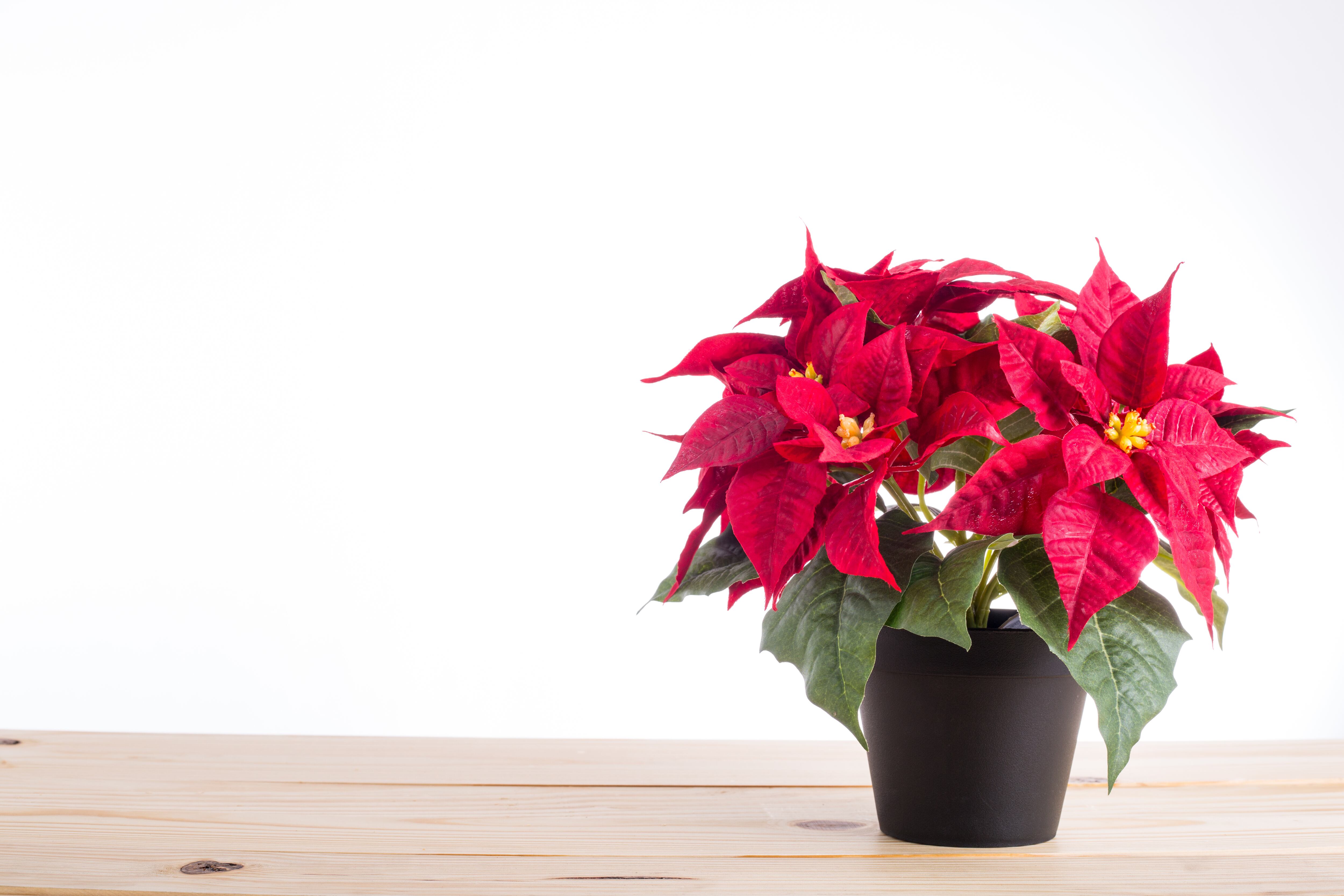 poinsettia - flor de la Navidad - plantas Nochebuena