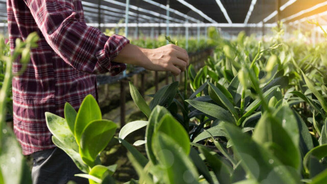 Tres iniciativas de la rama artesanal fueron seleccionadas a través de un proceso de curaduría liderado por la Cámara de Comercio Italiana con el apoyo del Instituto Departamental de Cultura y Turismo de Cundinamarca (IDECUT).