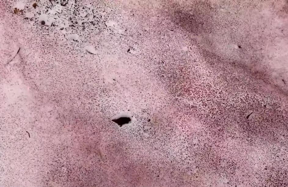 El hecho ha causado curiosidad entre los pobladores cercanos en Utah.