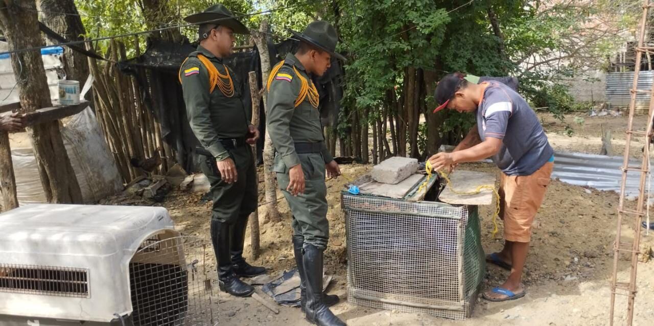 Rescate de ocelote en Clemencia, Bolívar
