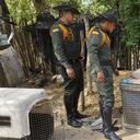 Rescate de ocelote en Clemencia, Bolívar