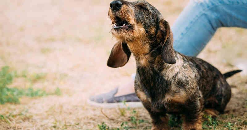 Un perro puede ladrar por estrés.