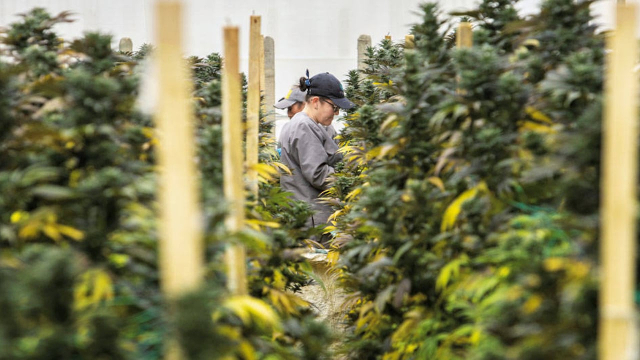 Las nuevas plantaciones de cannabis medicinal en Colombia han permitido generar cientos de empleos formales en municipios y regiones a donde no llegaba inversión privada hace años.