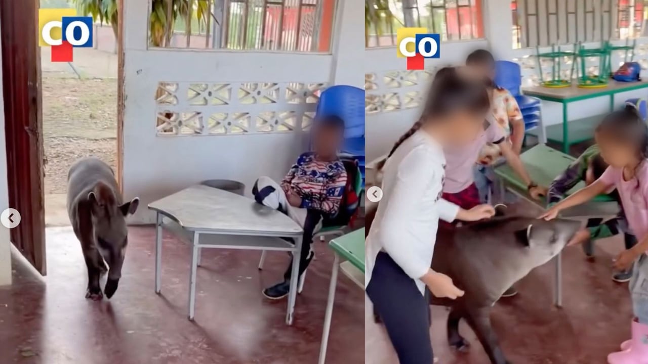 Una danta silvestre irrumpió en un salón de clases en una escuela de Guaviare.