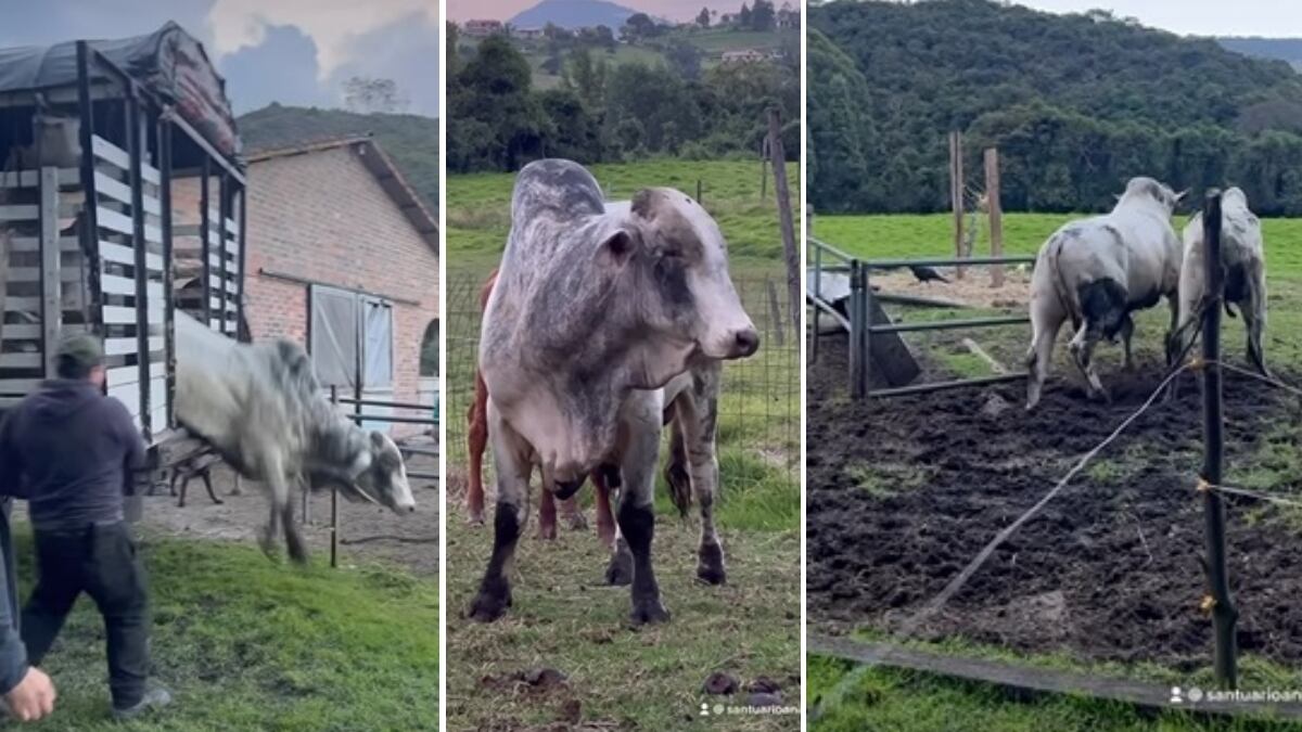 Esplendor se encuentra estable de salud.