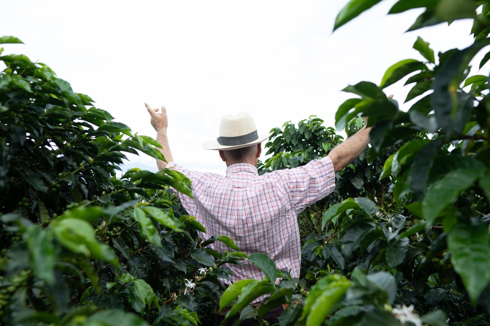 La implementación inicial de esta iniciativa cubrirá a caficultores de 605 municipios en 23 departamentos.