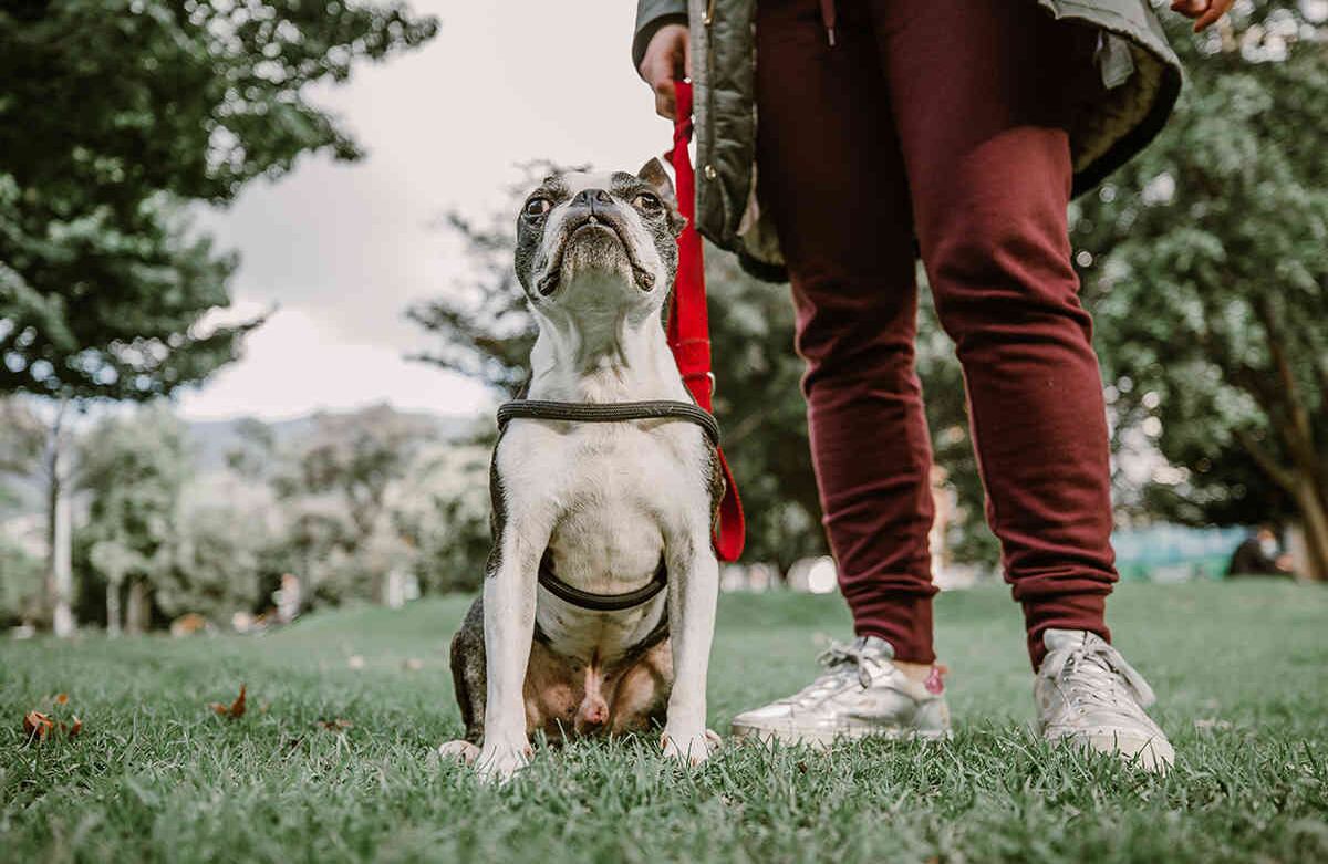 Soy Romeo. Mi mamá, Juliana Valencia,  y yo salimos todos los días por tres veces. Una a las 9:00 a.m., luego a las 2:00 p.m. y para finalizar a las 6:00 p.m. Mi juego favorito es con el frisby. Karen Salamanca-SEMANA