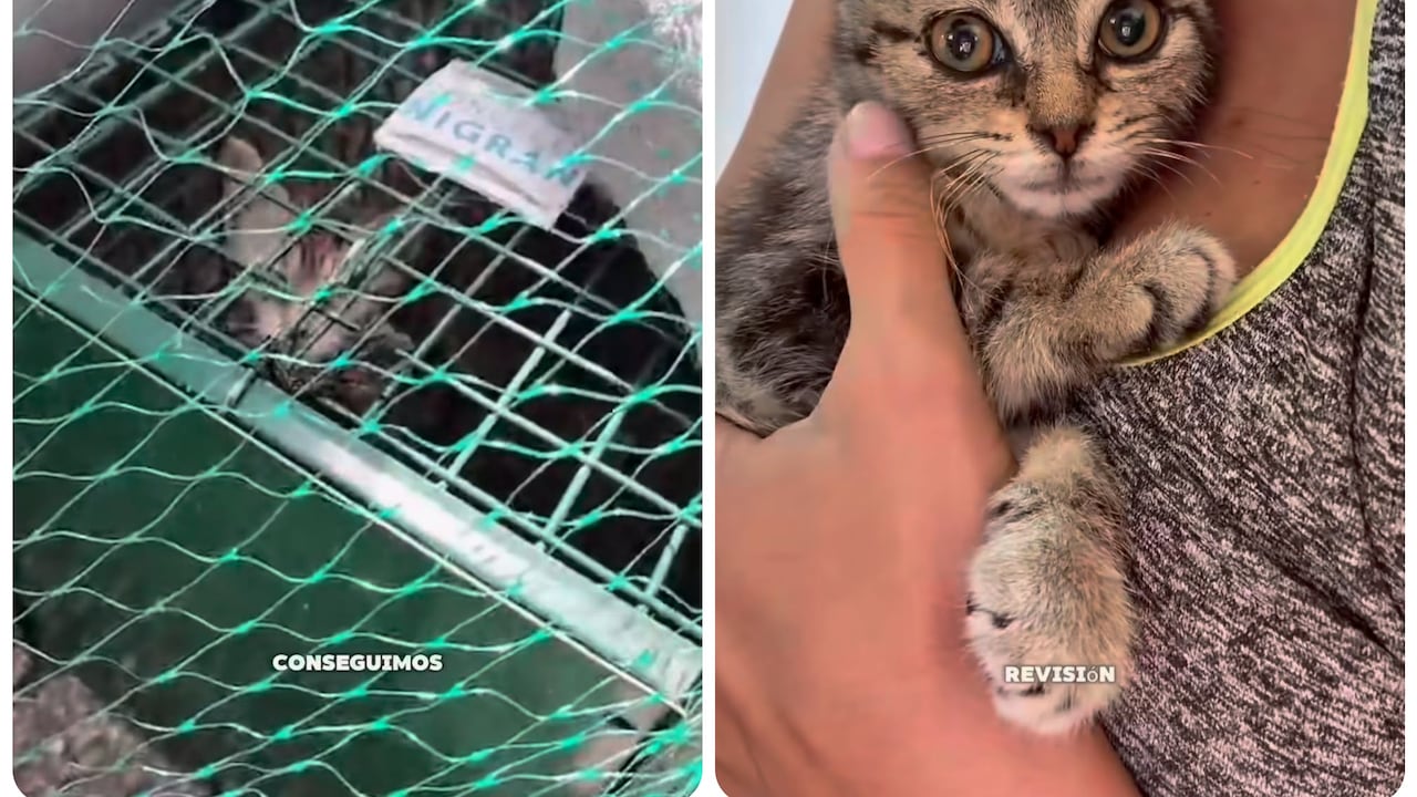 Bujía, un gato rescatado.