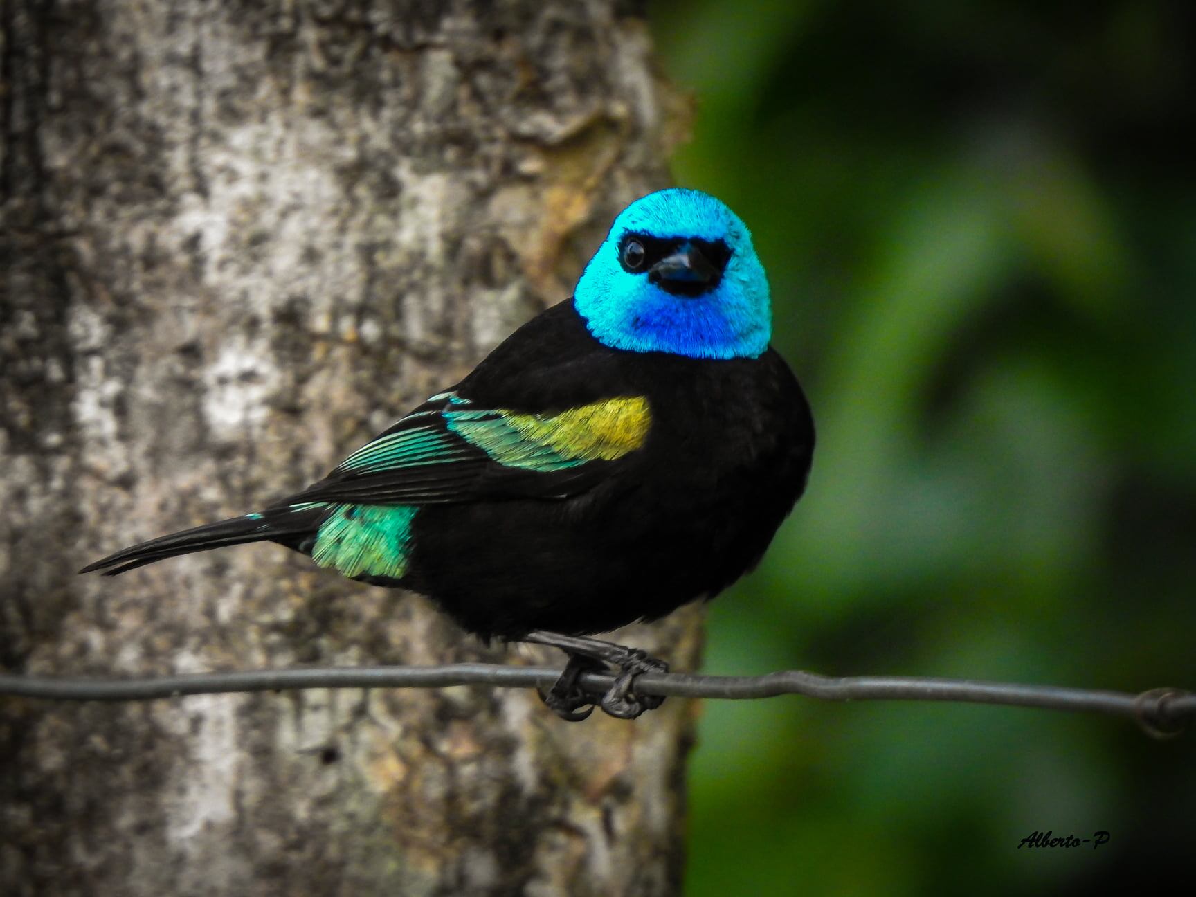 Tángara Real (Stilpnia cyanicollis).