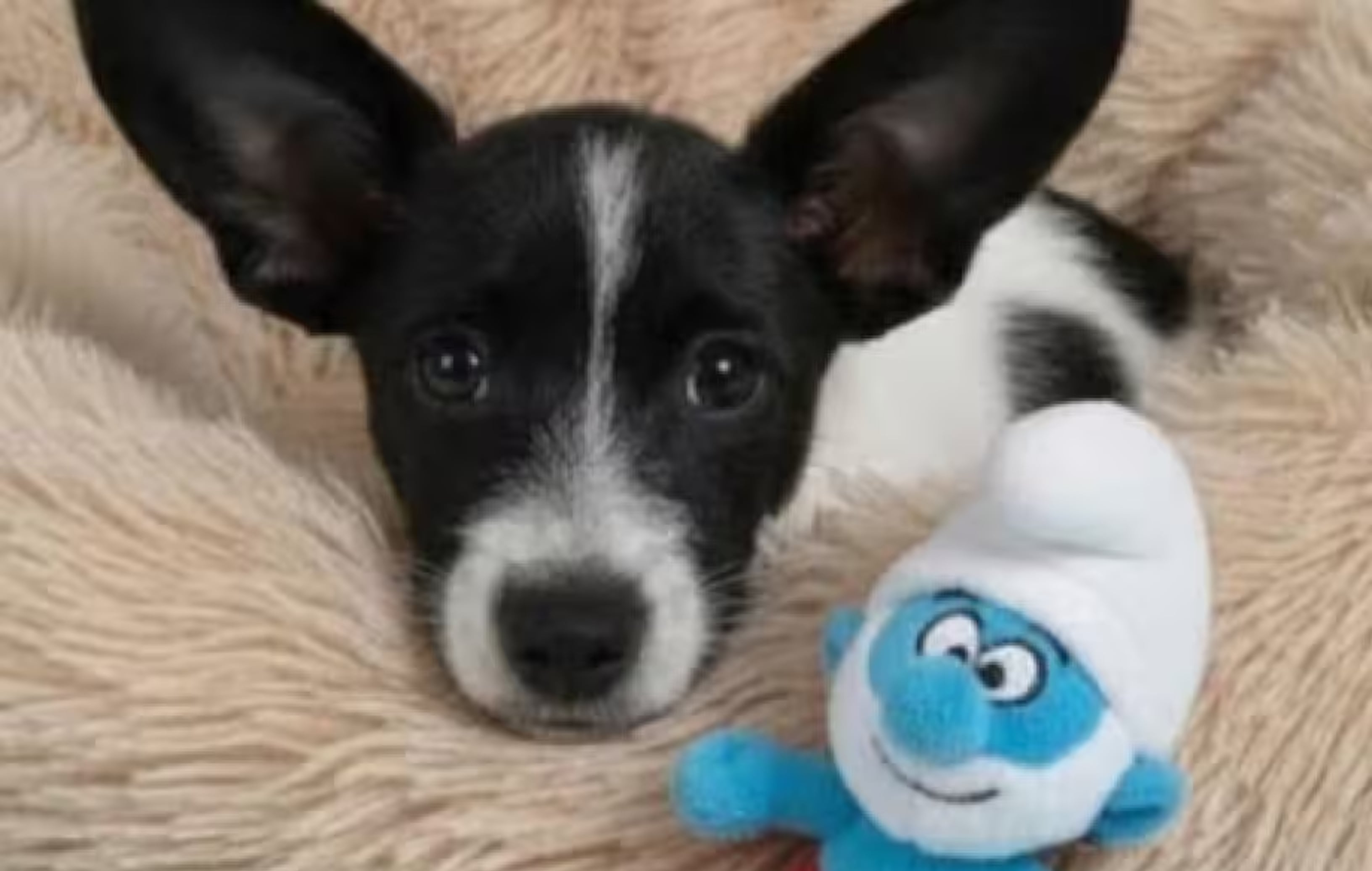 El es 'Pitufino' el cachorro que fue devuelto al refugio diez días después de ser adoptado