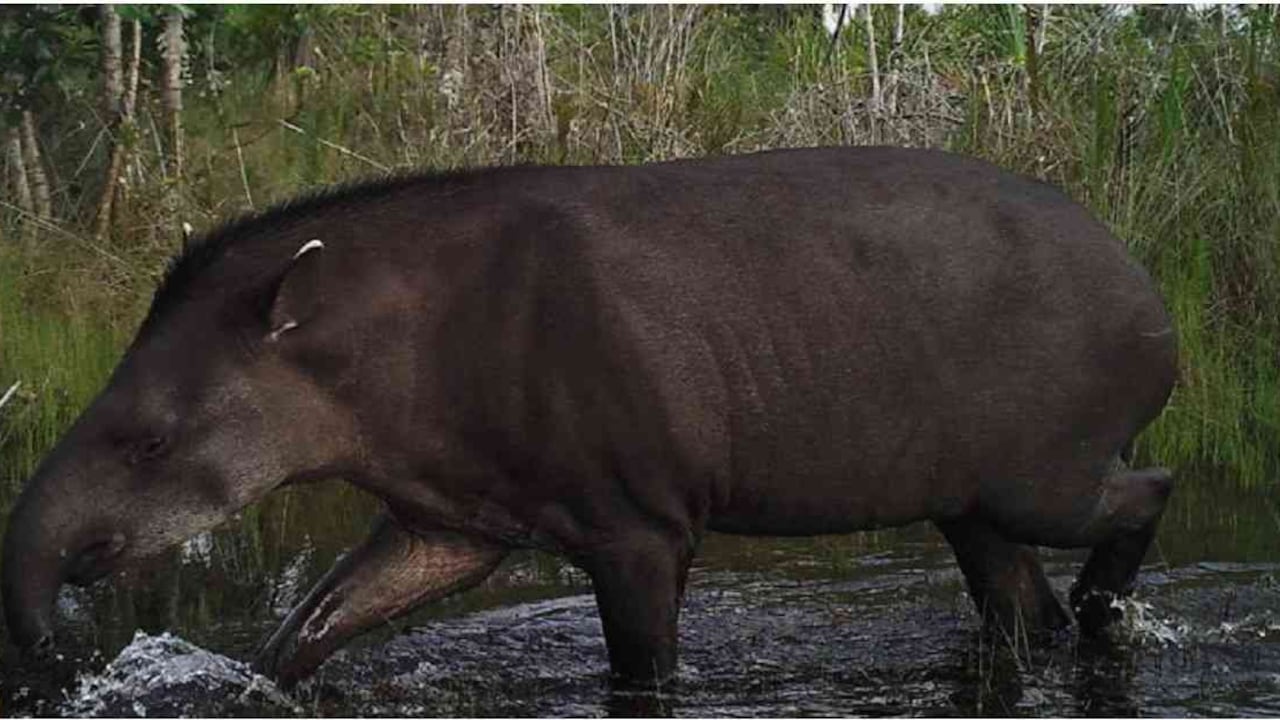 Los tapires son importantes dispersores de semillas que defecan en sus largas caminatas. Foto: Mongabay