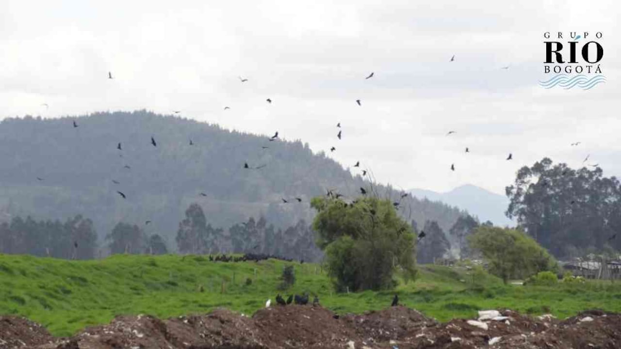 Los gallinazos o chulos afectaron el tránsito aéreo en Mosquera. Foto: CAR.