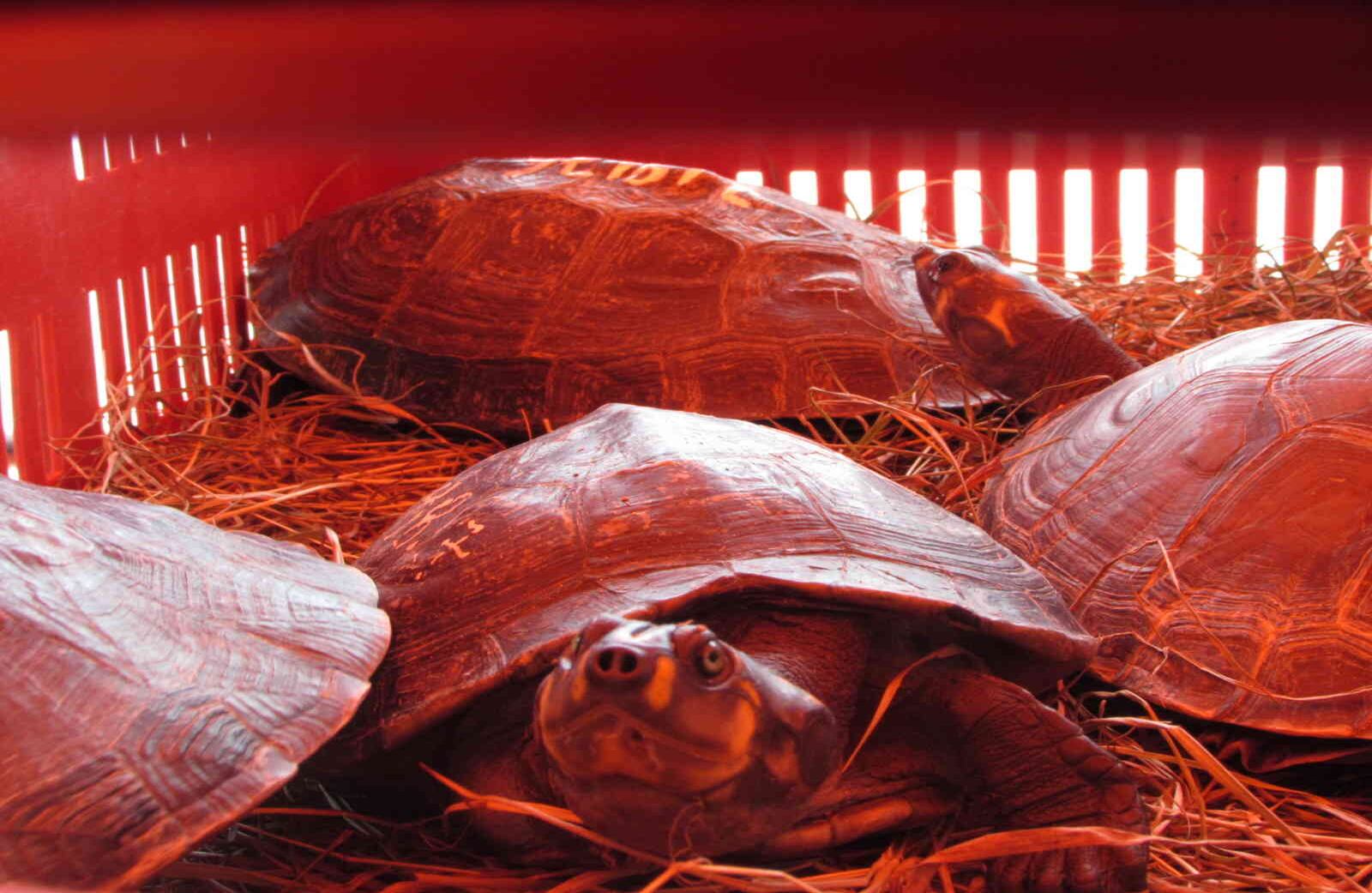 La Semana Santa es una de las épocas más críticas para los animales silvestres. En sitios como la región Caribe, se incrementa el consumo de carne de tortuga y de iguana en estas fechas. Foto: Cormacarena