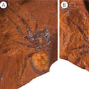 Un hallazgo paleontológico en Australia revela una araña fósil de 11 millones de años, denominada Megamonodontium, que asombra a los expertos por su tamaño y características únicas.