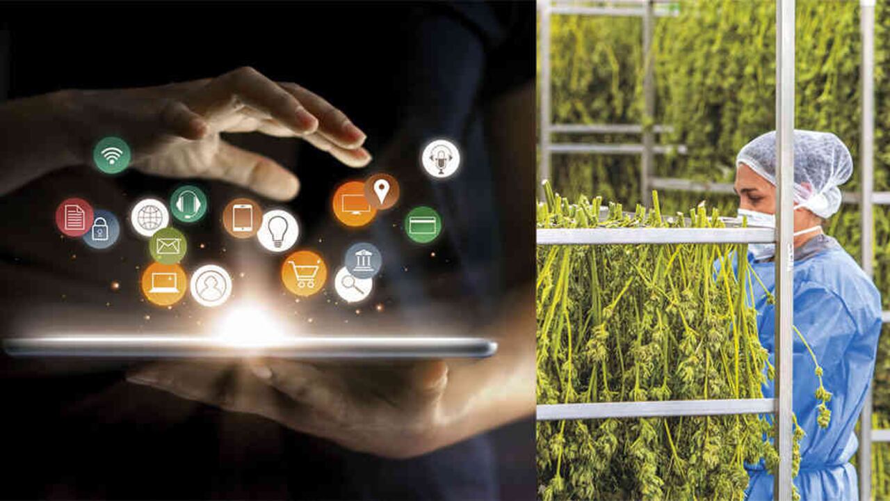 Negocios como fintech y cannabis se convierten en nuevos frentes para los abogados.