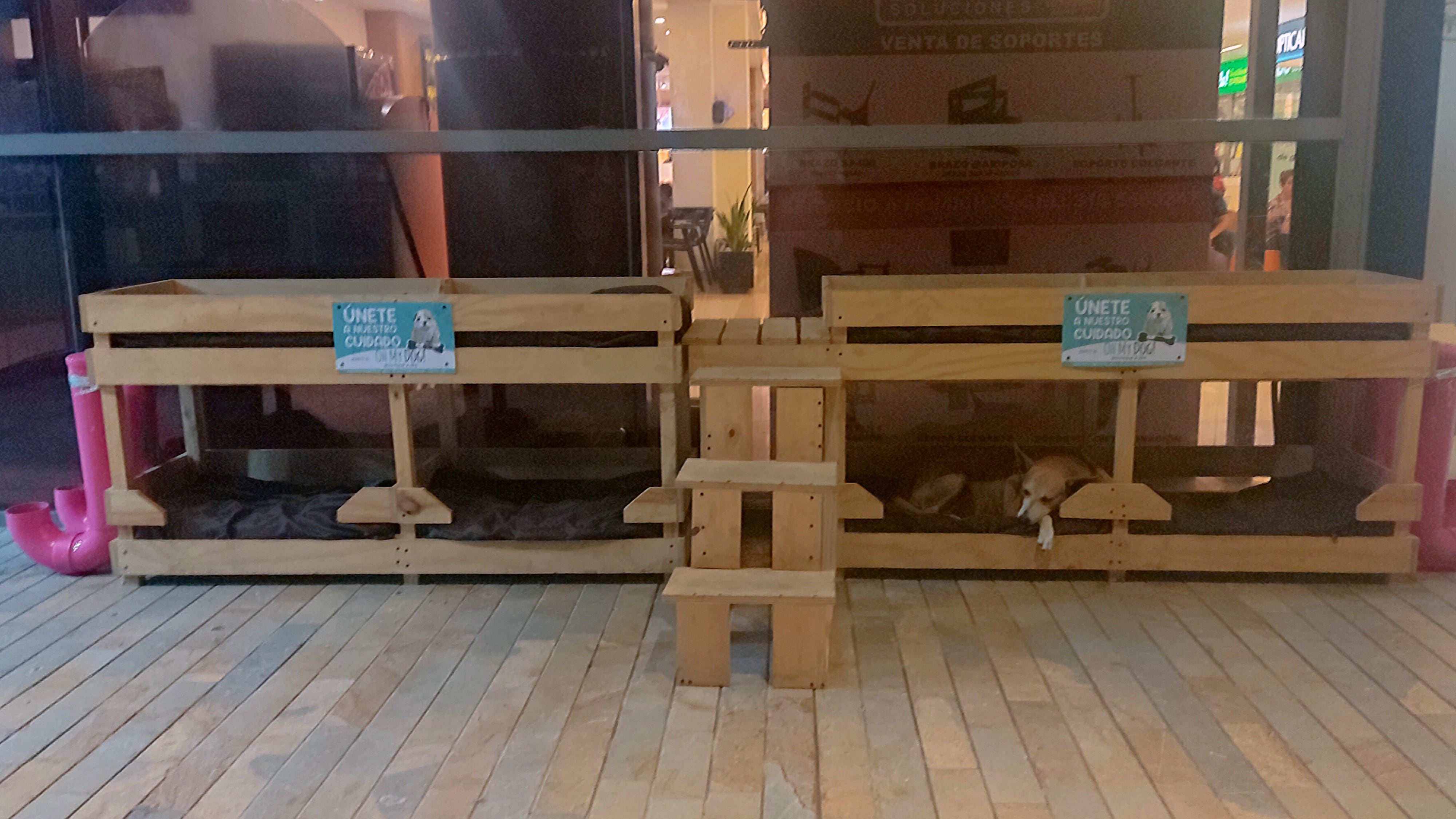 Camas para perritos callejeros en el centro comercial Mall Plaza en Cartagena.