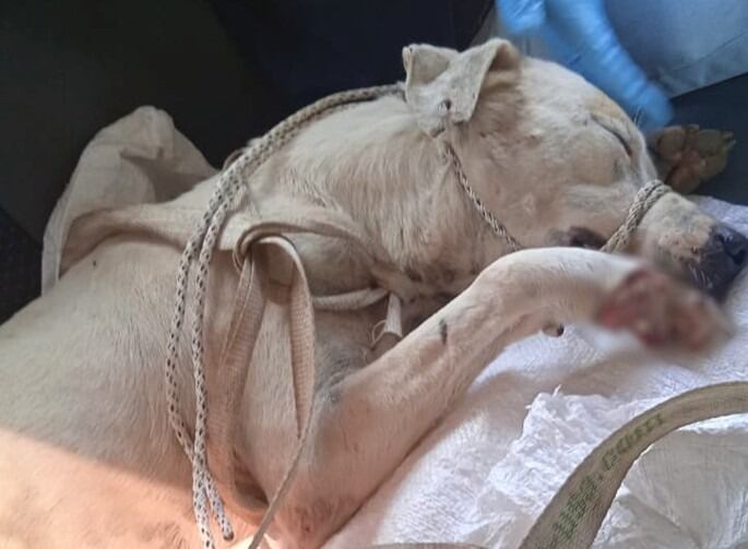 Ocurrió en el corregimiento Ciénaga del Opón en Barrancabermeja.