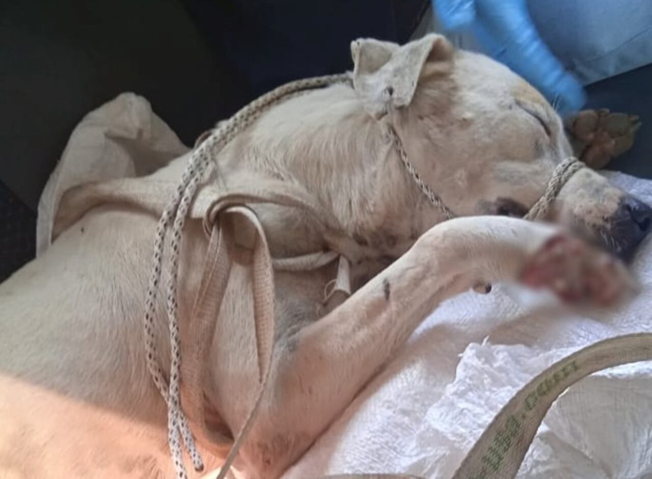 Ocurrió en el corregimiento Ciénaga del Opón en Barrancabermeja.