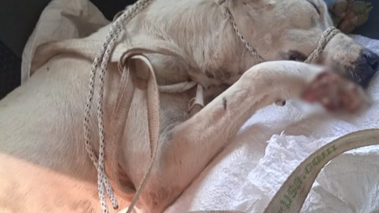 Ocurrió en el corregimiento Ciénaga del Opón en Barrancabermeja.