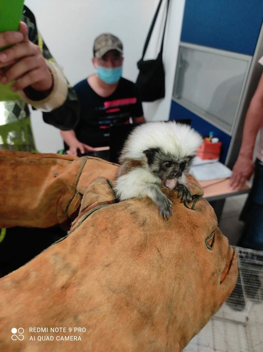 Especies rescatadas en puesto de control en Santander