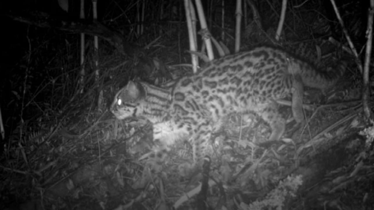 Se calcula que en Colombia hay un poco más de 10.000 ejemplares del tigrillo lanudo / Foto: GEB