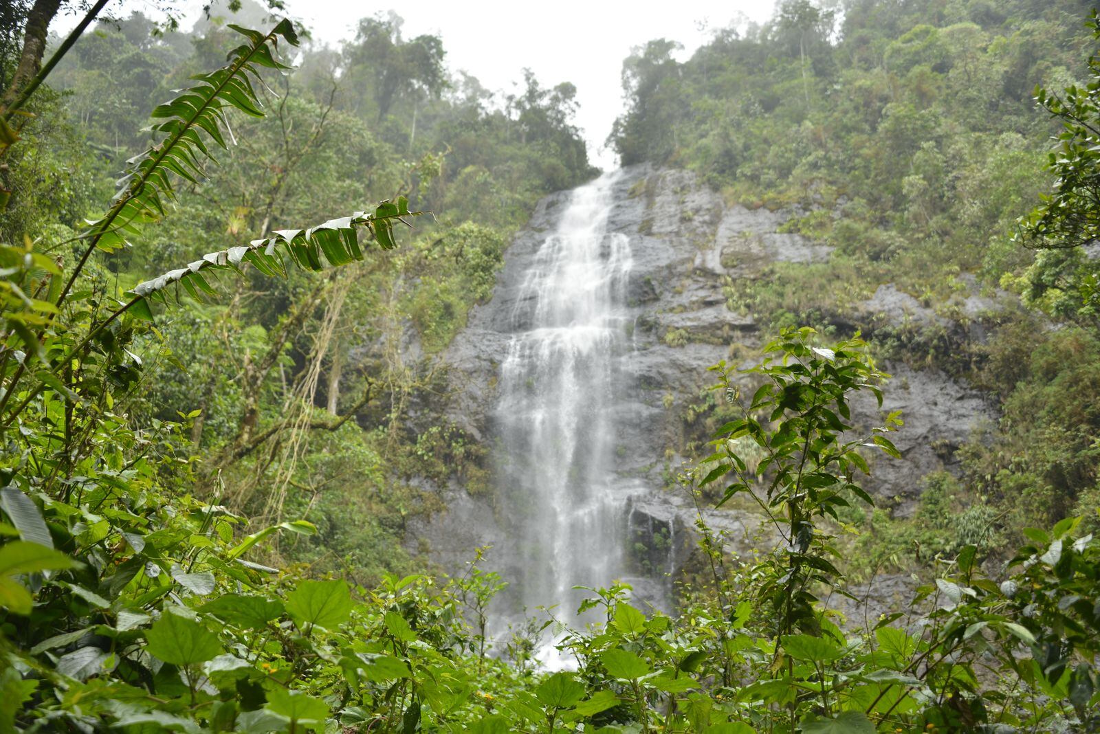 Biodiversidad del Valle del Cauca.