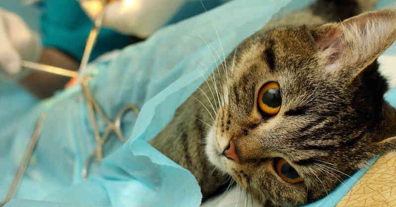 La esterilización canina y felina ya es considerada un procedimiento de rutina.