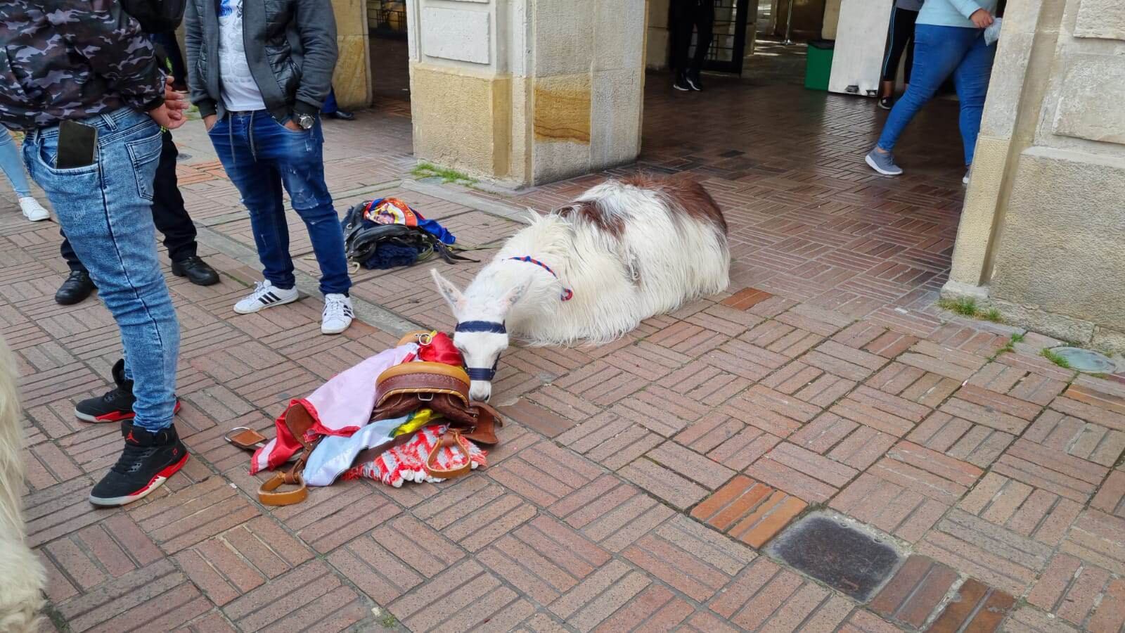 Las llamas se encontraban en presunta sobreexplotación y malas condiciones de salud en la Plaza de Bolívar.