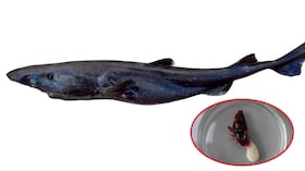 Por primera vez se registró en aguas peruanas a Etmopterus litvinovi y su parásito Anelasma squalicola.