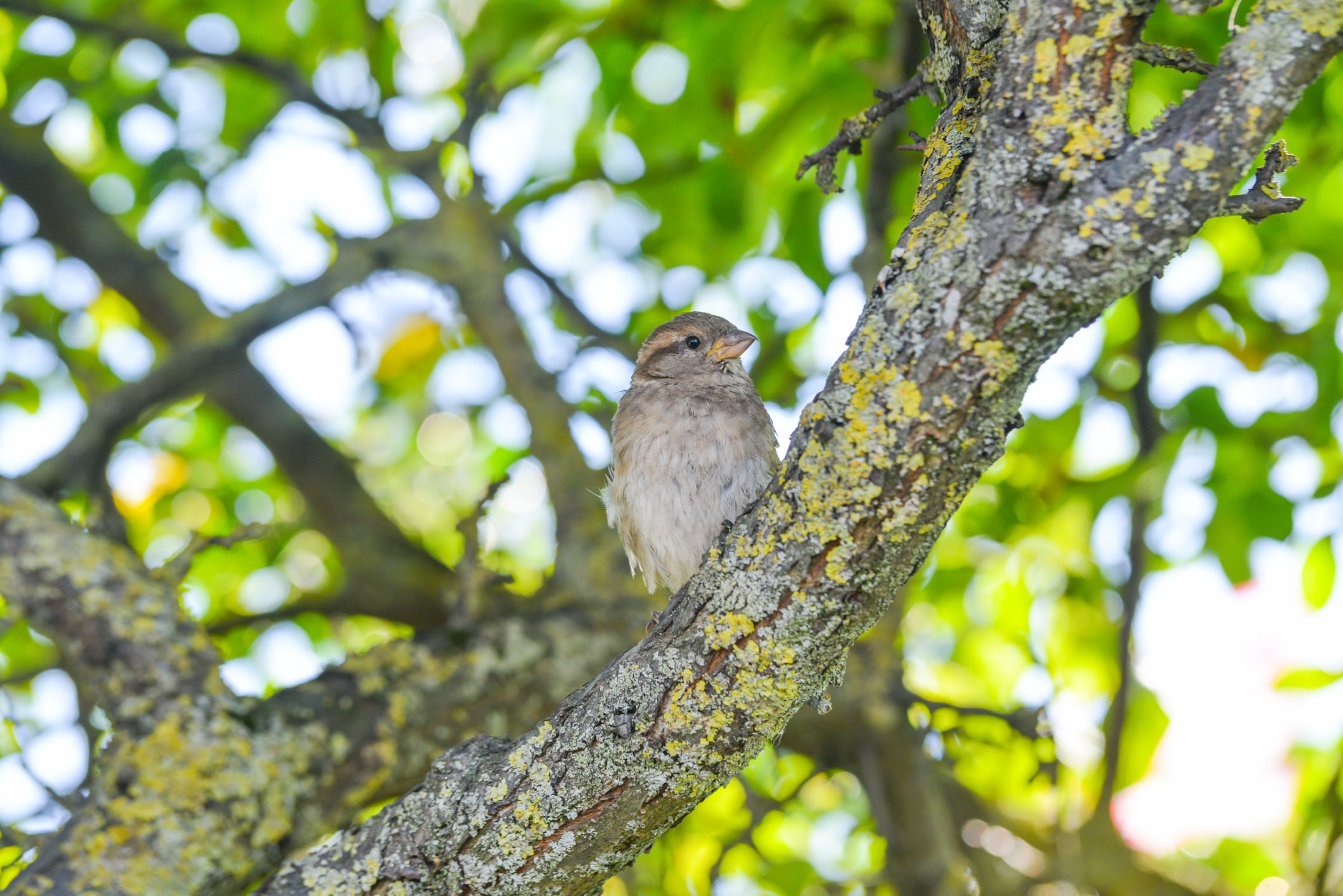 avistamiento de aves