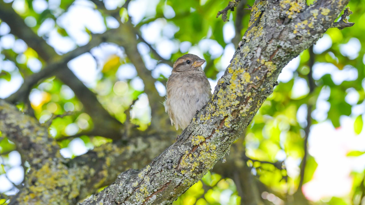 El avistamiento de aves es una de las actividades imperdibles para realizar en Minca, muy cerca de Santa Marta.