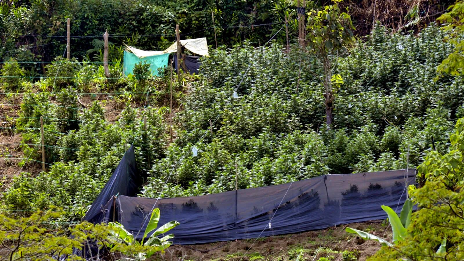 Petro también se refirió sobre la legalización de la marihuana. 