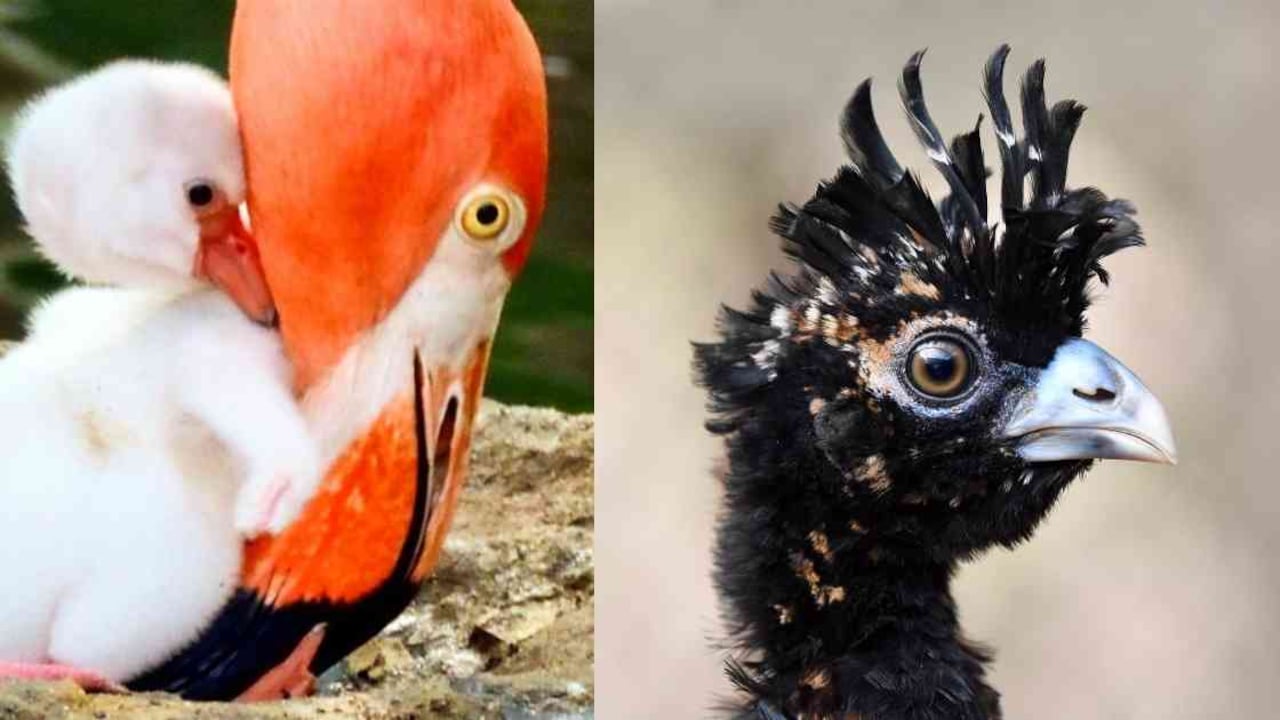 Un total de 170 especies habitan en el Aviario Nacional de Colombia. Foto: Aviario Nacional