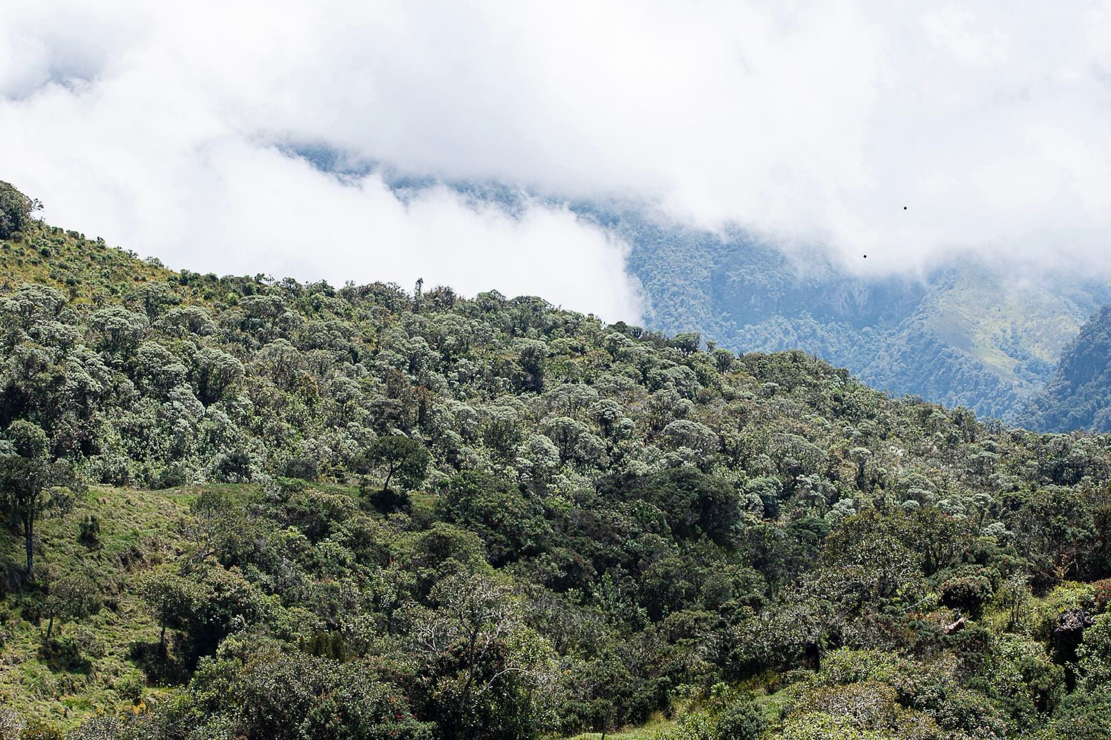 La nueva área busca fortalecer la seguridad hídrica y conectar ecosistemas estratégicos de alta montaña.
