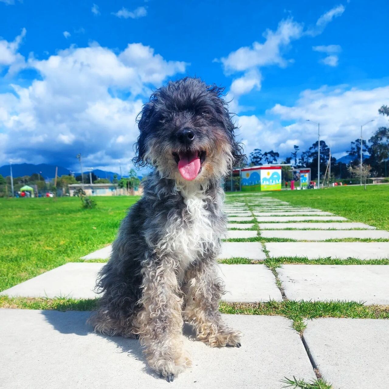 Muñeca perrita desaparecida