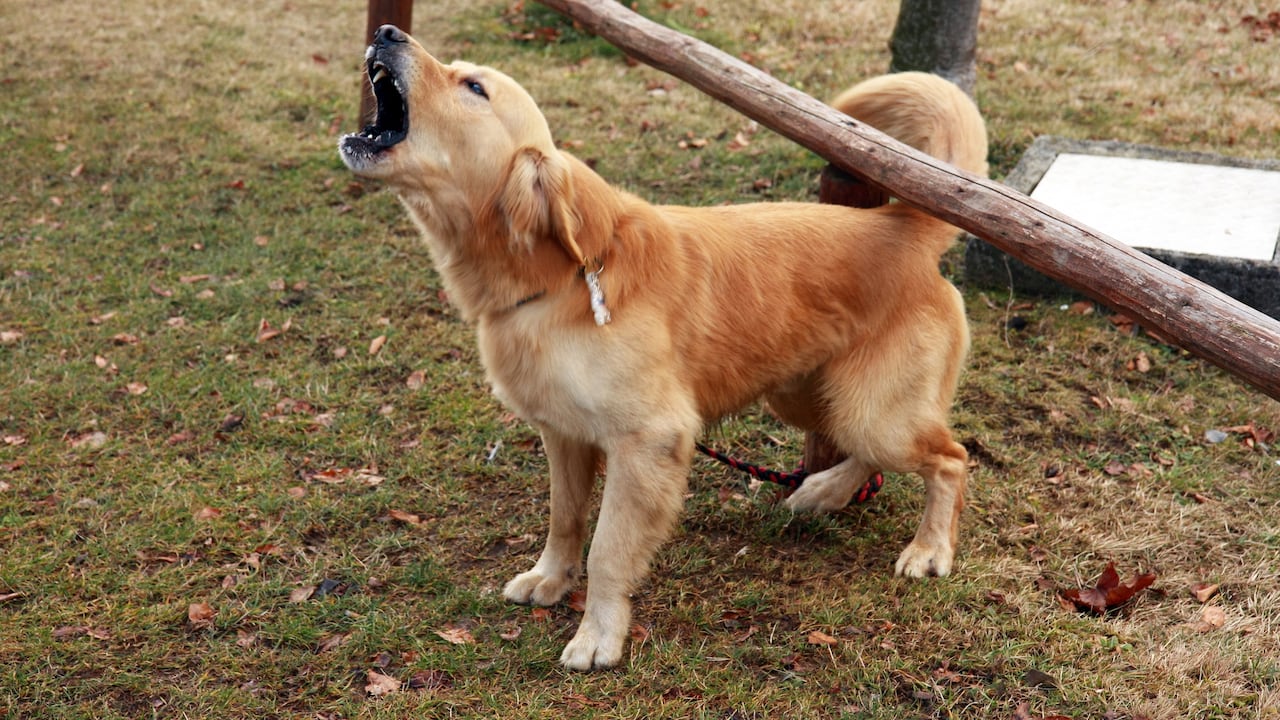 ¿Qué hacer si un perro ladra mucho?