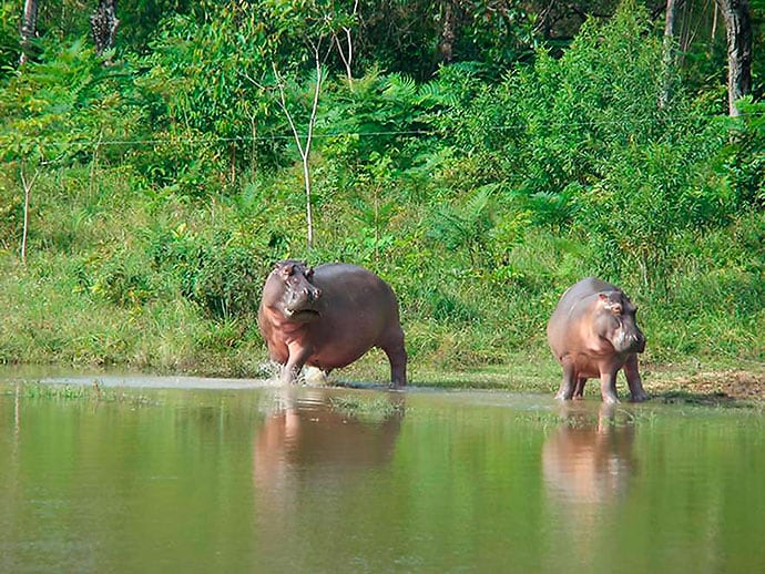 Los hipopótamos fueron los primeros animales en ser introducidos al terreno. 