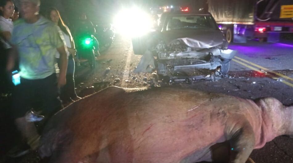 Hipopótamo murió luego de ser atropellado en Antioquia.